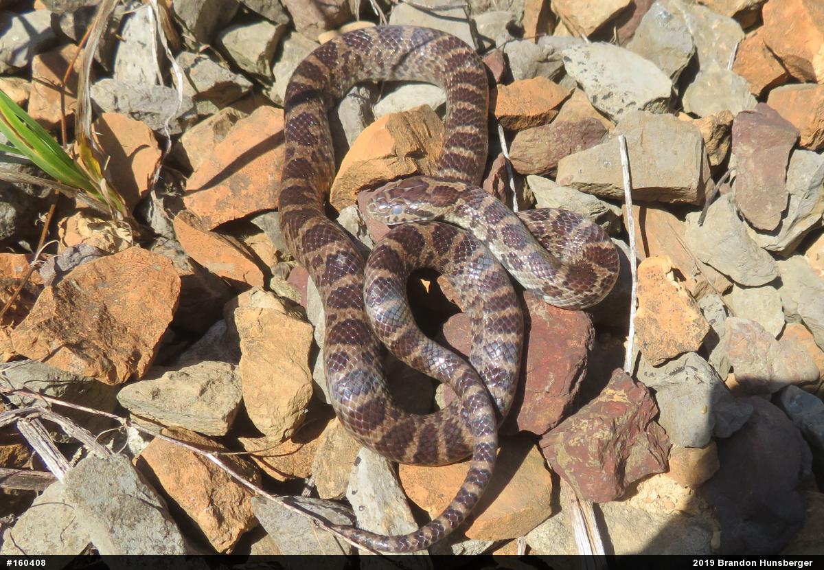 Eastern Milksnake