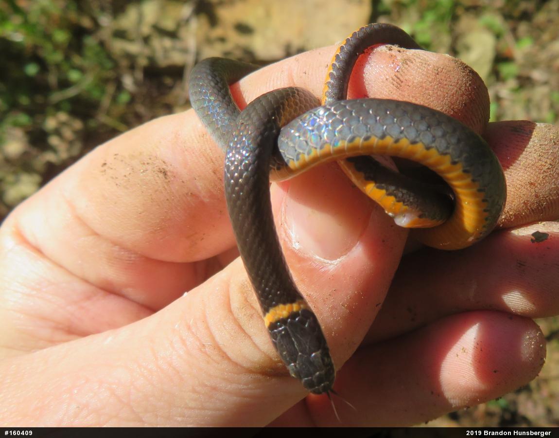 Northern Ring-necked Snake