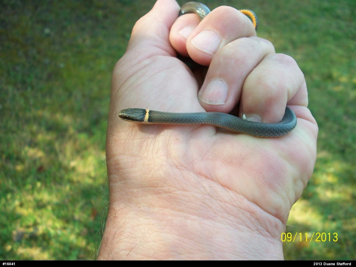 Northern Ring-necked Snake