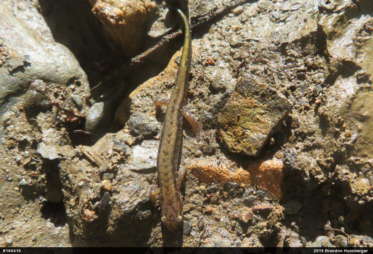 Allegheny Mountain Dusky Salamander