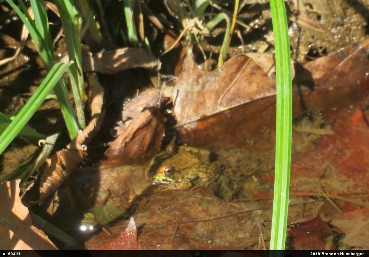 Green Frog