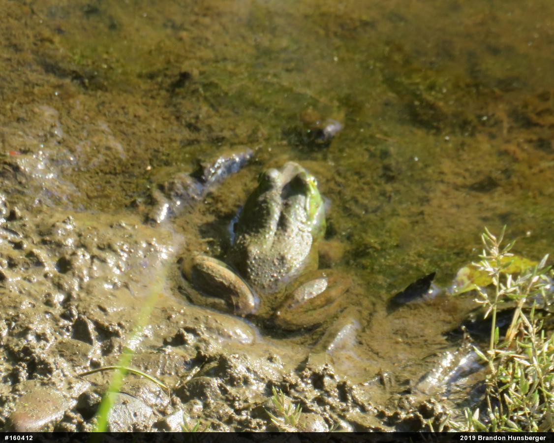 American Bullfrog