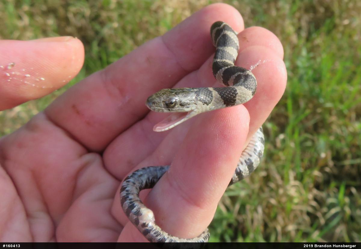 Northern Watersnake