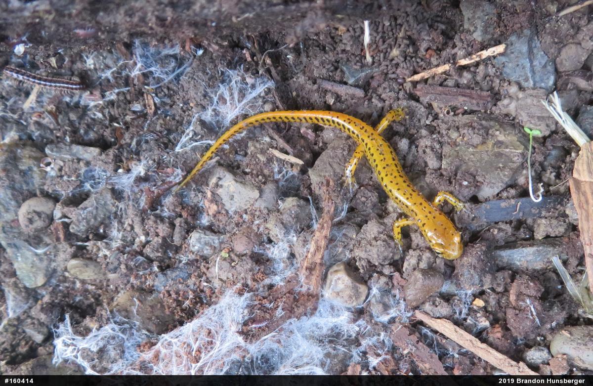Eastern Long-tailed Salamander