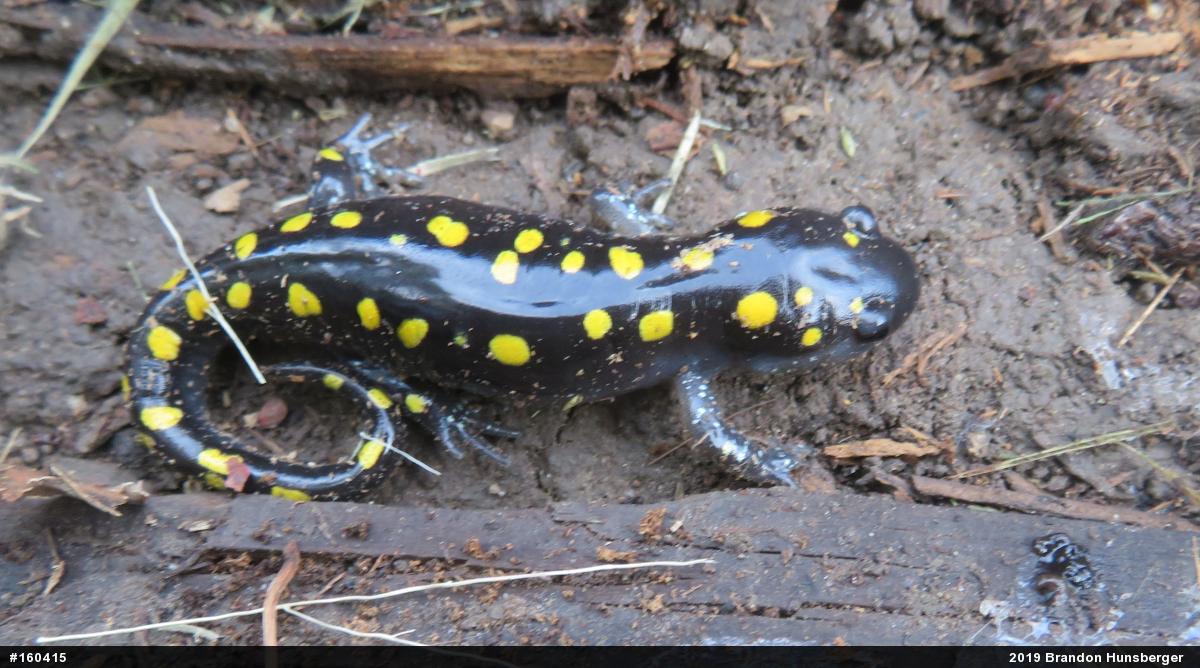 Spotted Salamander