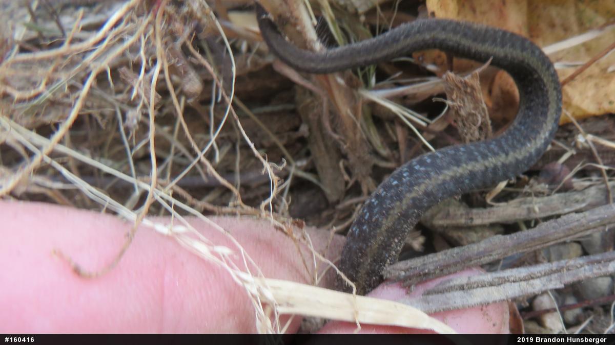 Eastern Gartersnake