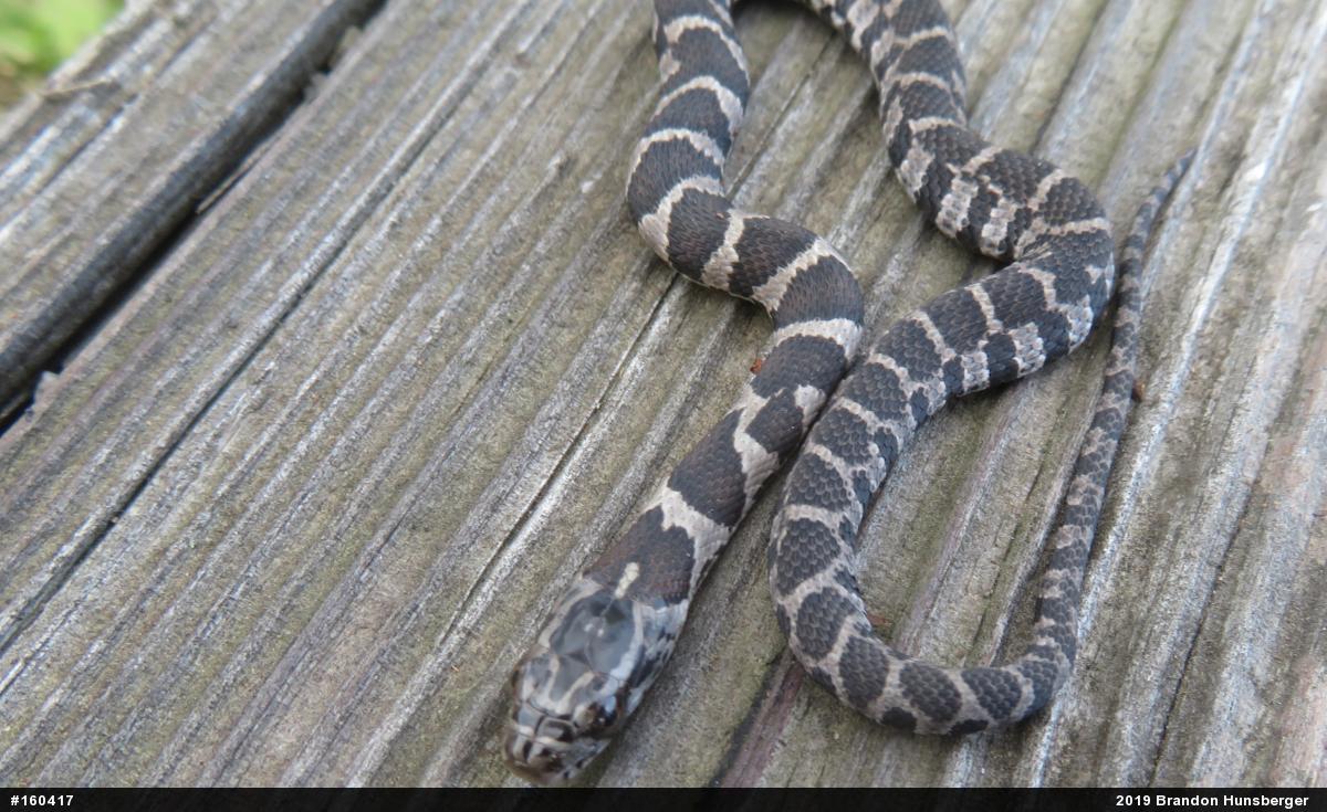 Northern Watersnake