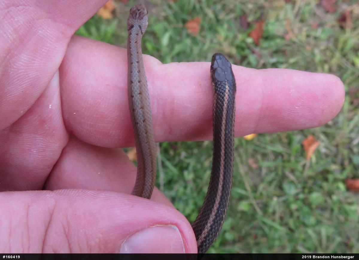 Shorthead Gartersnake