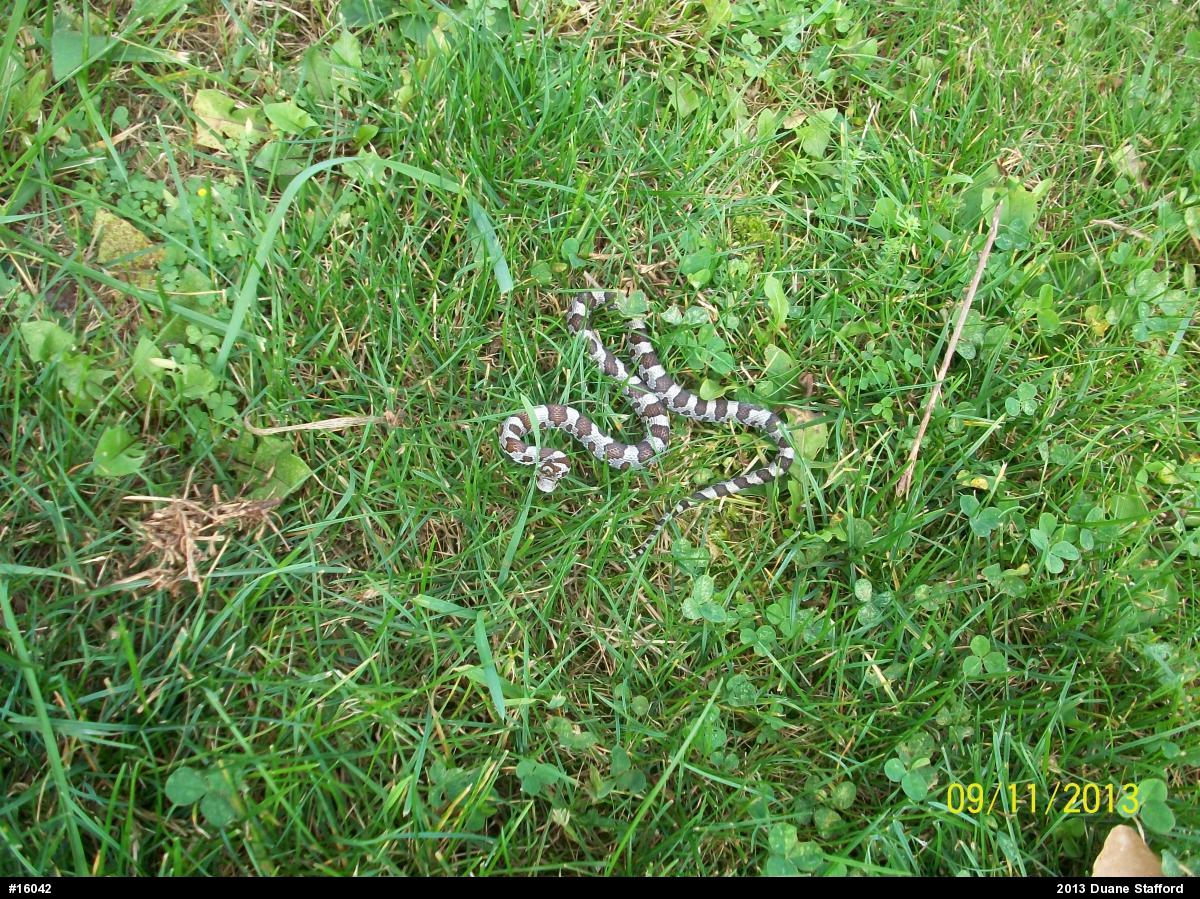 Eastern Milksnake