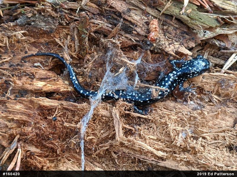 Northern Slimy Salamander