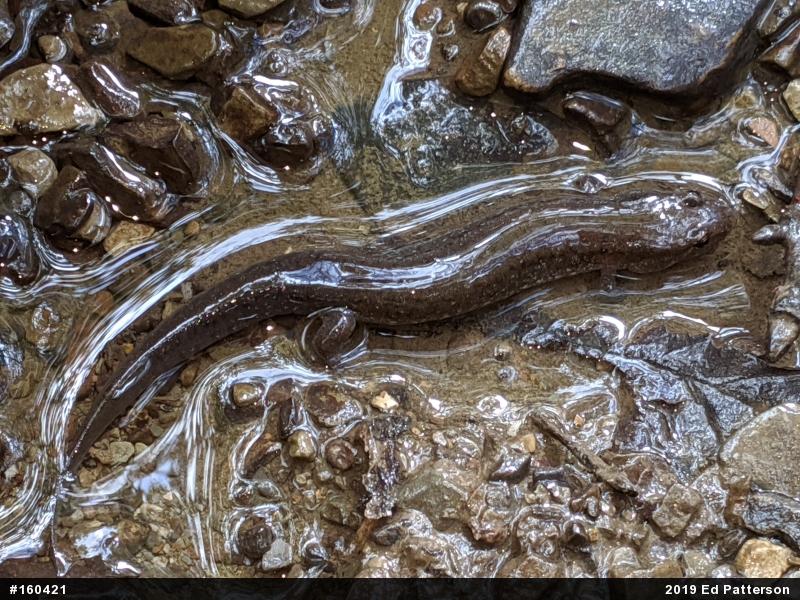Northern Dusky Salamander