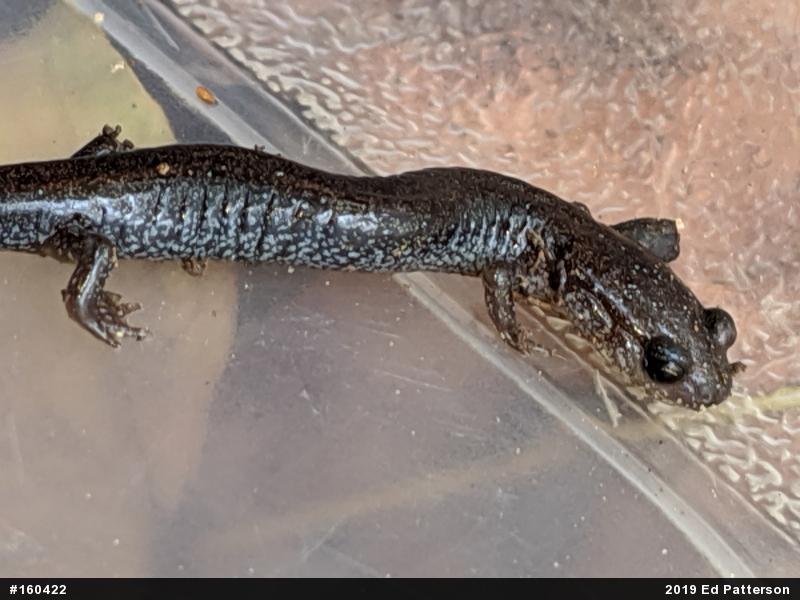 Valley And Ridge Salamander