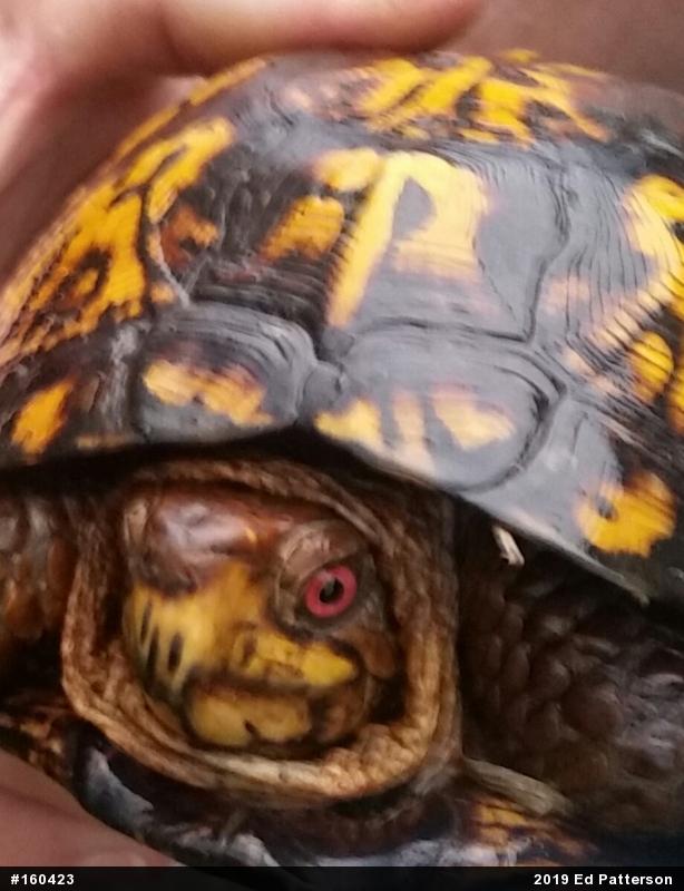 Eastern Box Turtle