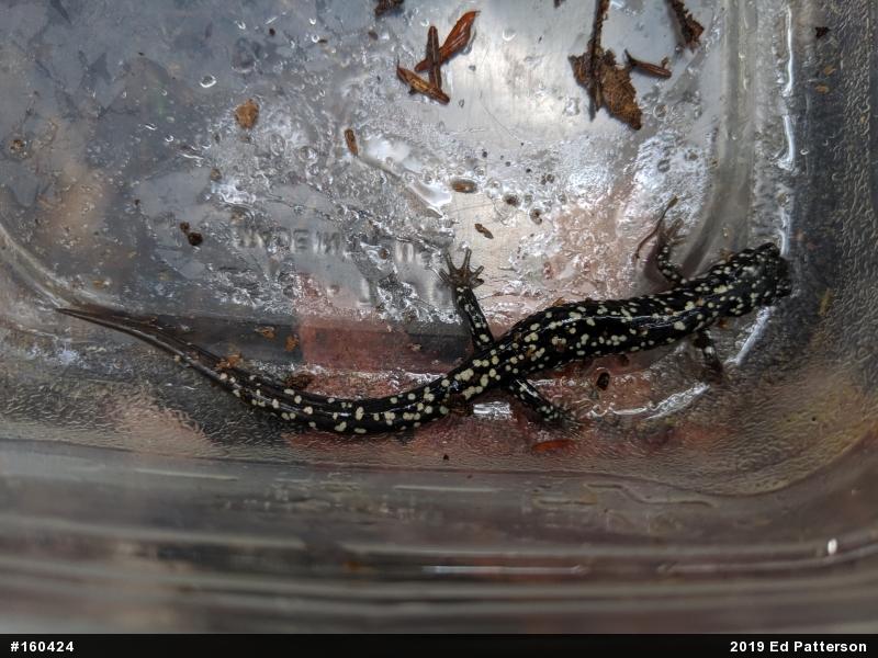 Northern Slimy Salamander