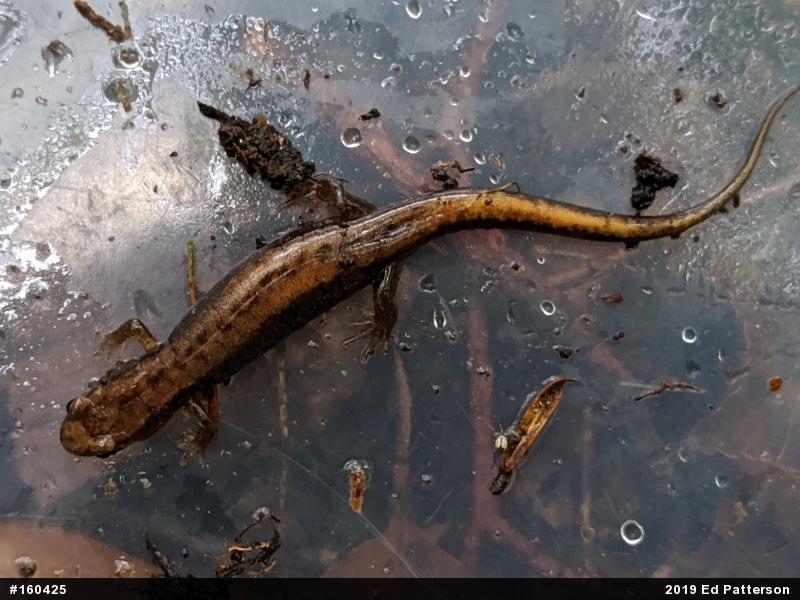 Allegheny Mountain Dusky Salamander