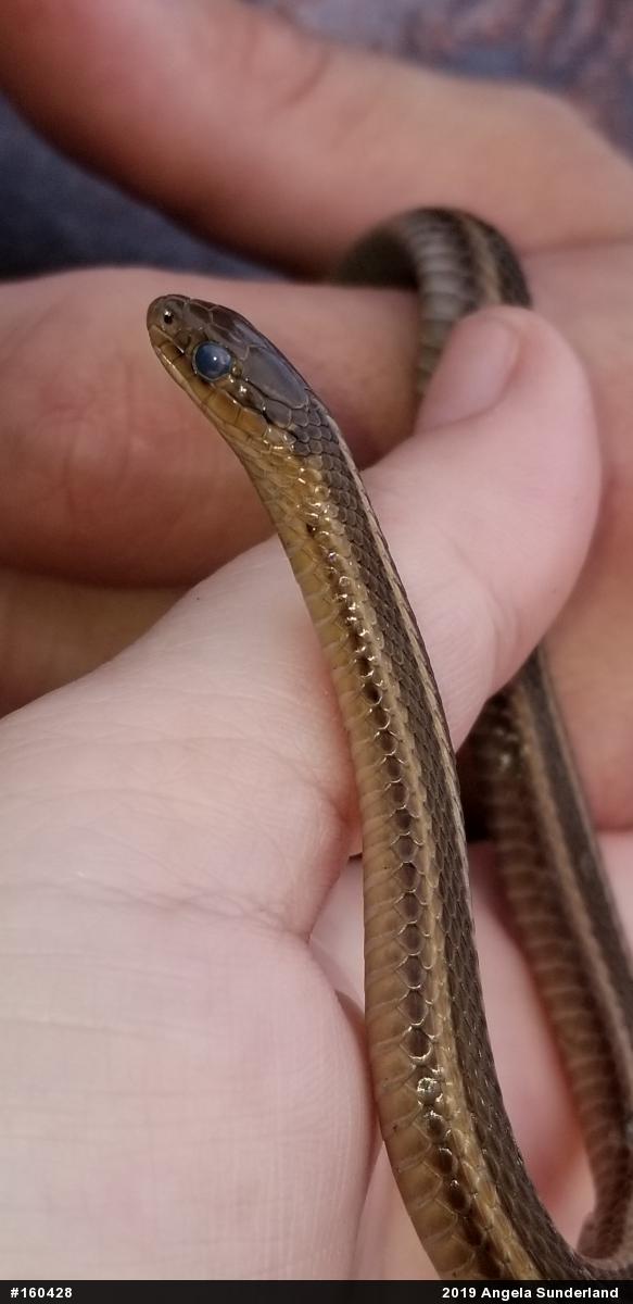 Shorthead Gartersnake