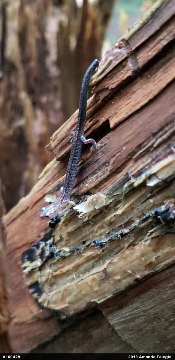 Eastern Red-backed  Salamander