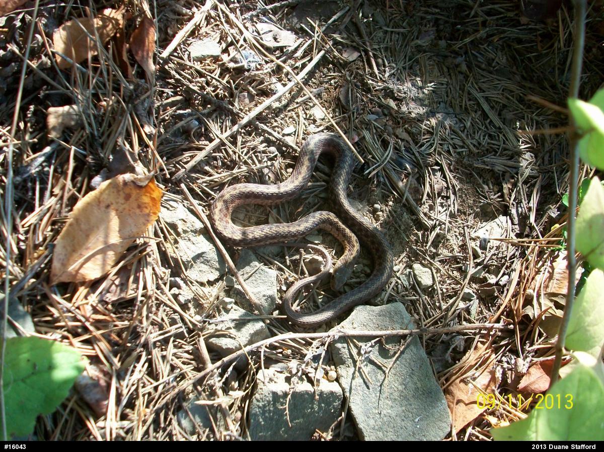 Eastern Gartersnake