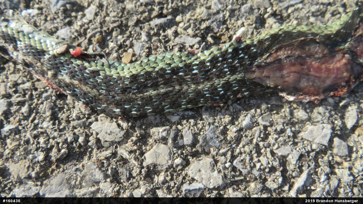 Eastern Gartersnake