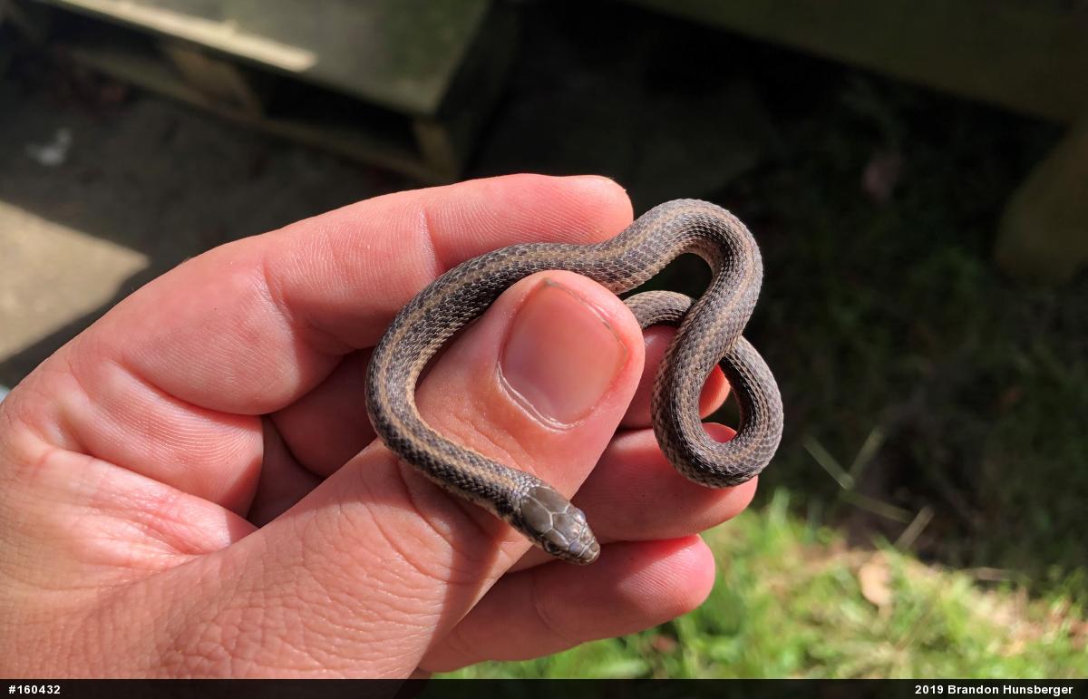 Eastern Gartersnake