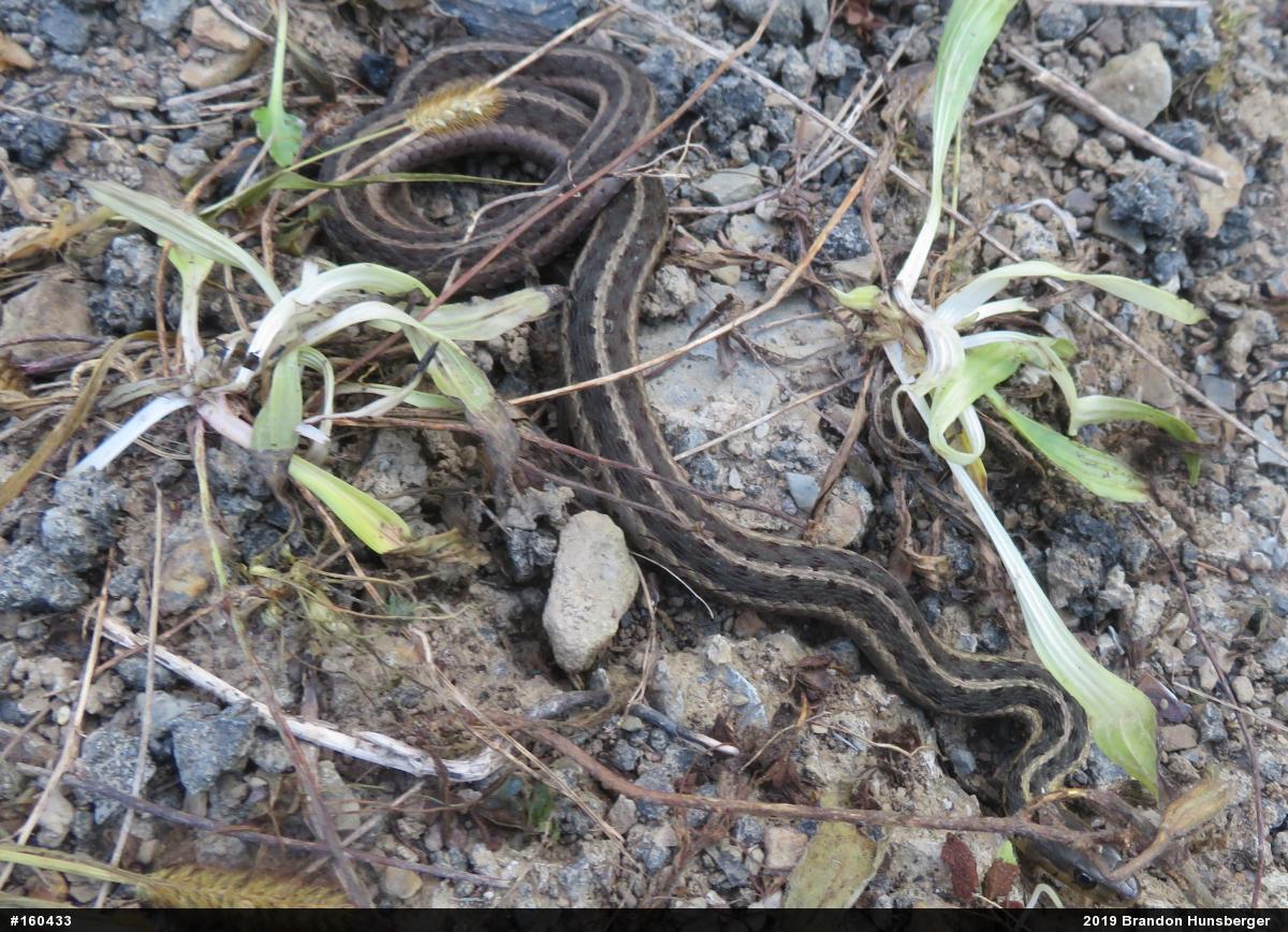 Eastern Gartersnake
