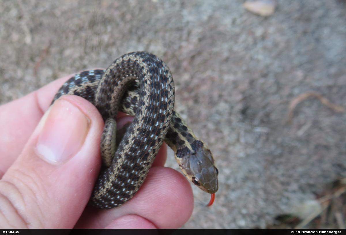 Eastern Gartersnake