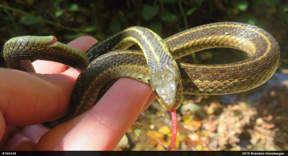 Eastern Gartersnake