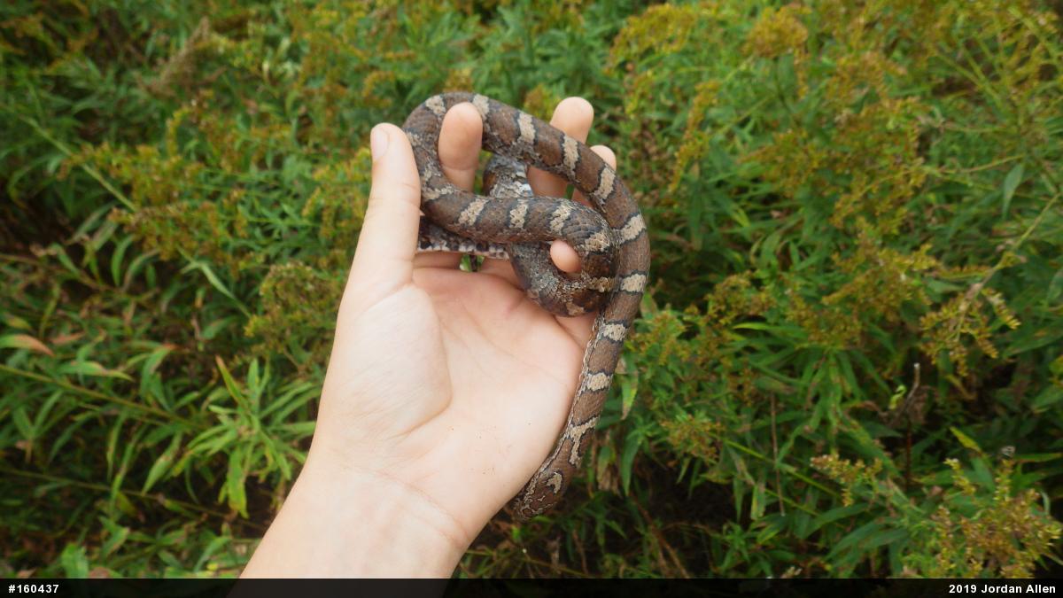 Eastern Milksnake