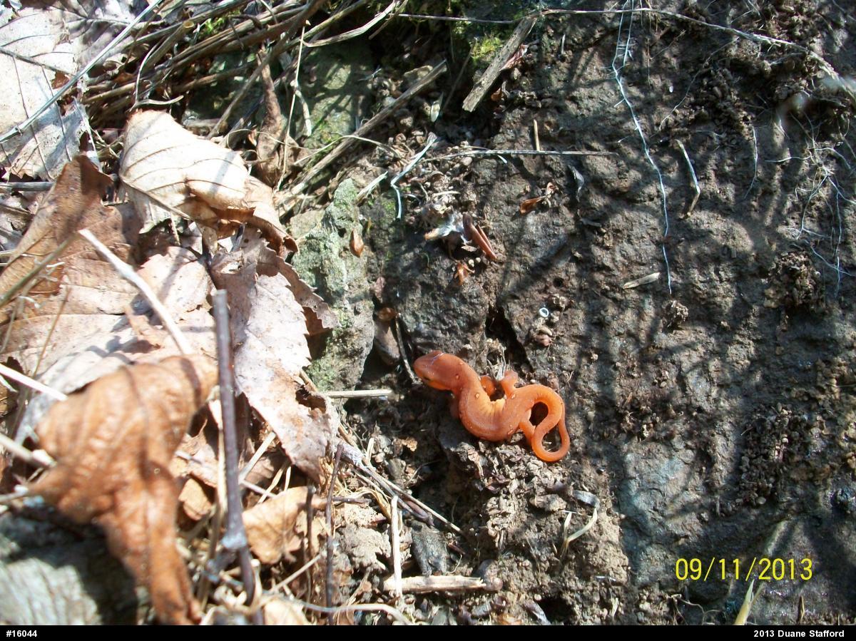 Red-spotted Newt