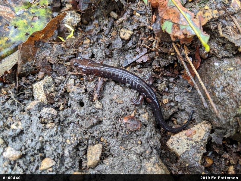 Allegheny Mountain Dusky Salamander