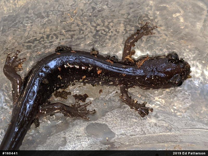 Wehrle's Salamander