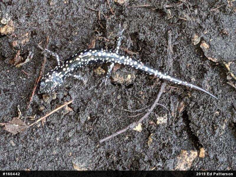 Northern Slimy Salamander