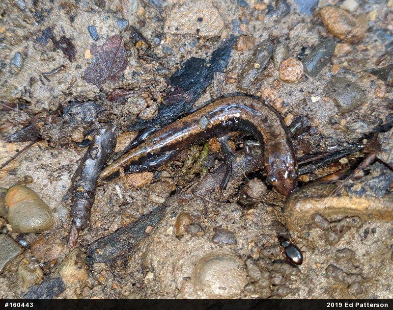 Allegheny Mountain Dusky Salamander