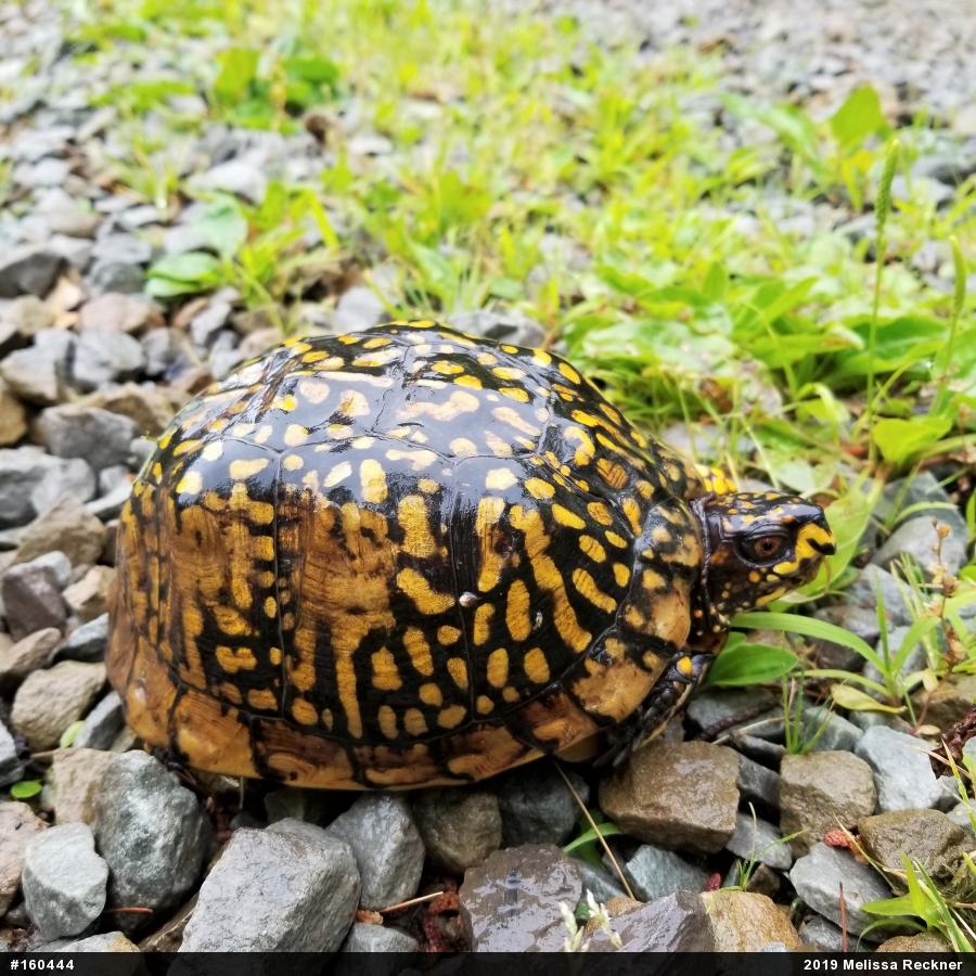 Eastern Box Turtle