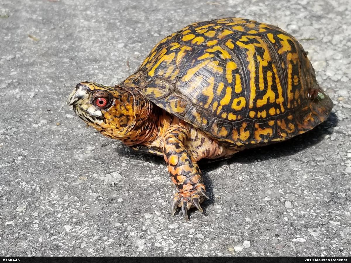 Eastern Box Turtle