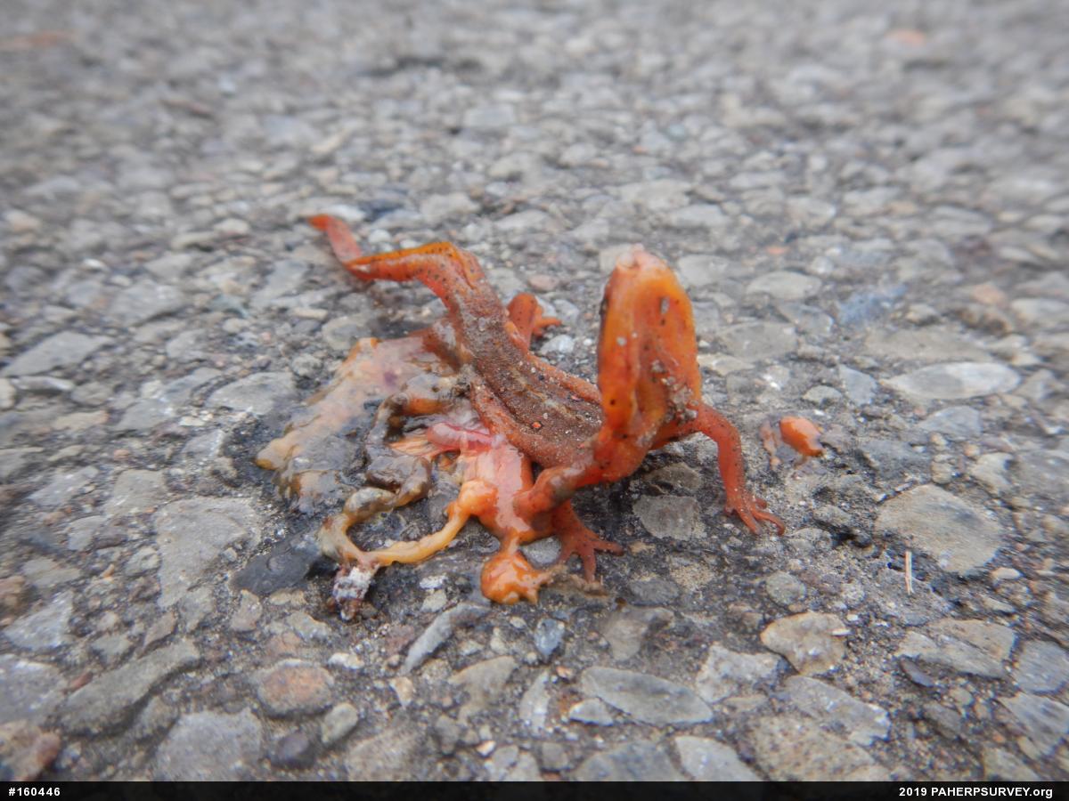 Red-spotted Newt