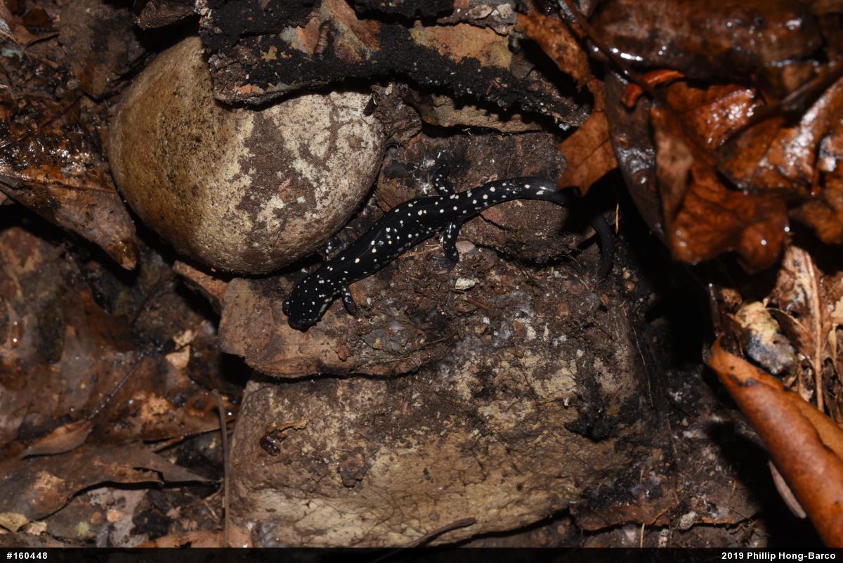 Northern Slimy Salamander