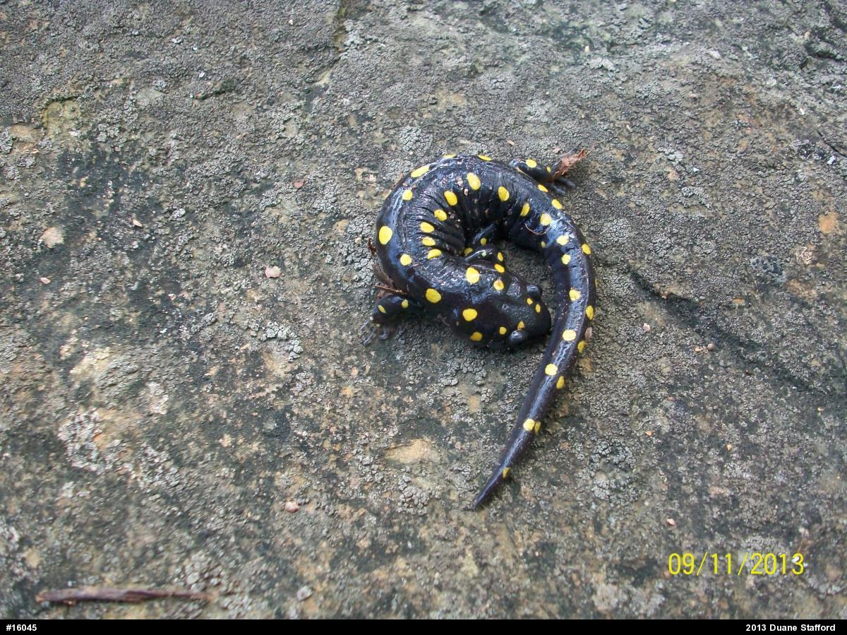 Spotted Salamander