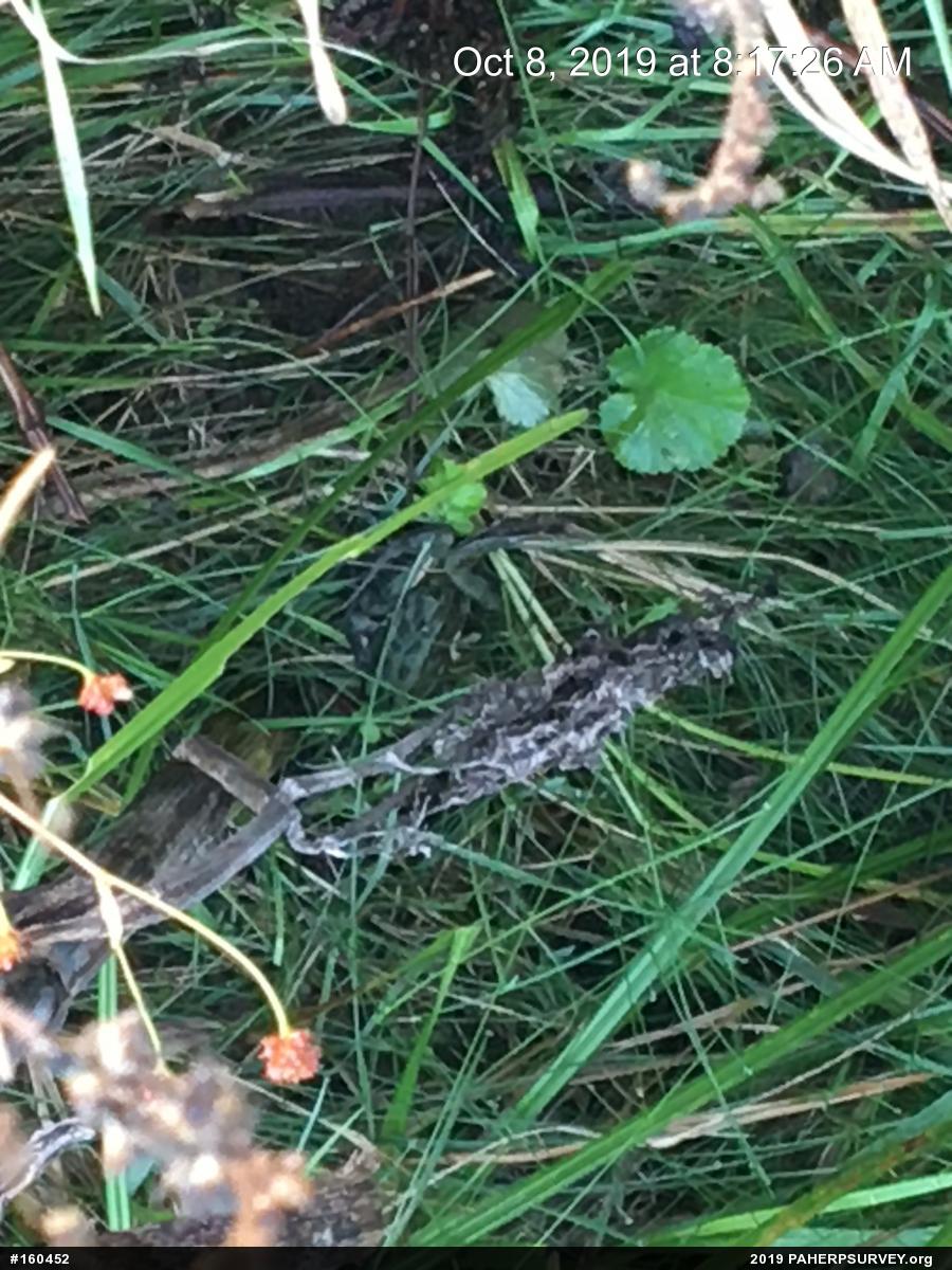 Northern Leopard Frog