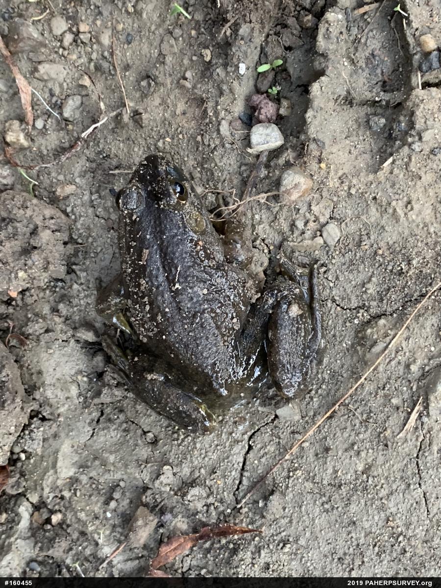 American Bullfrog