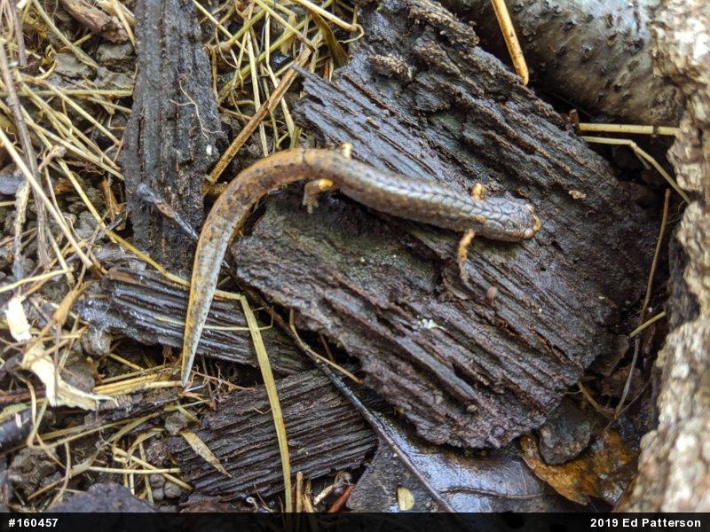 Four-toed Salamander