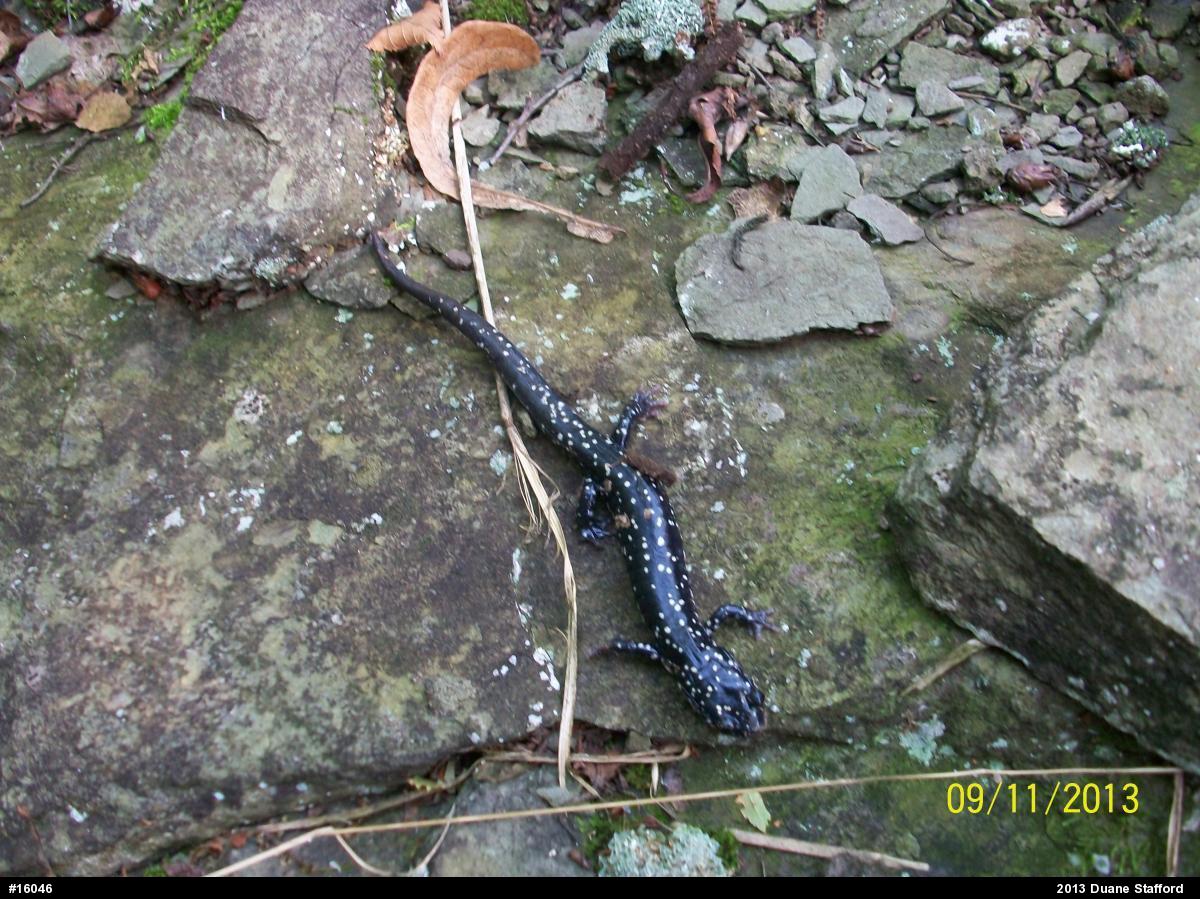 Northern Slimy Salamander