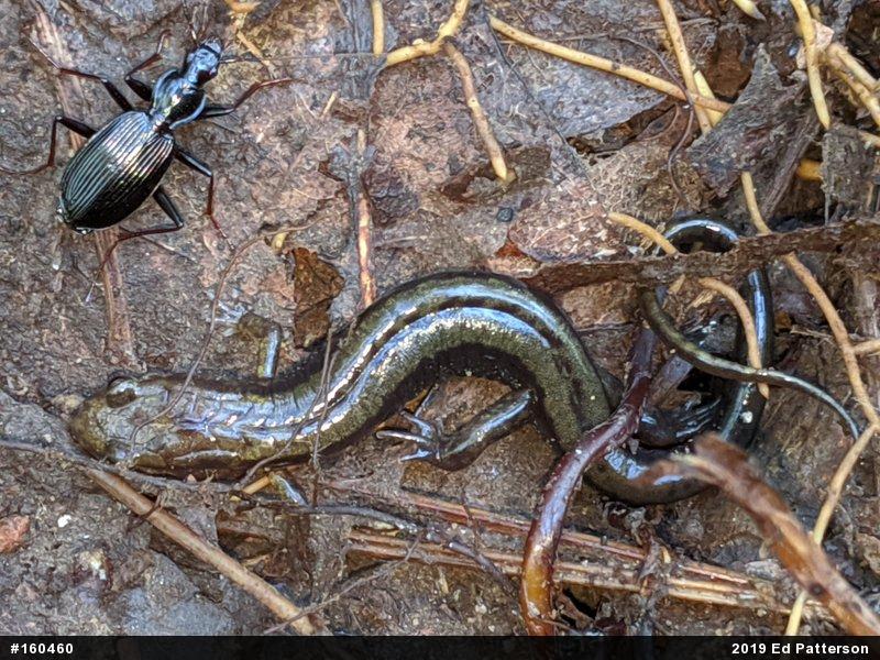 Allegheny Mountain Dusky Salamander