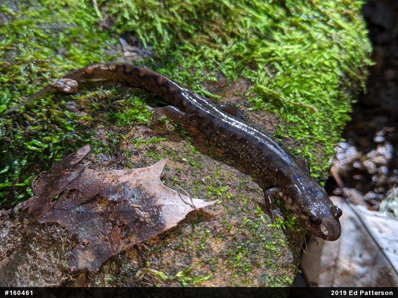 Seal Salamander
