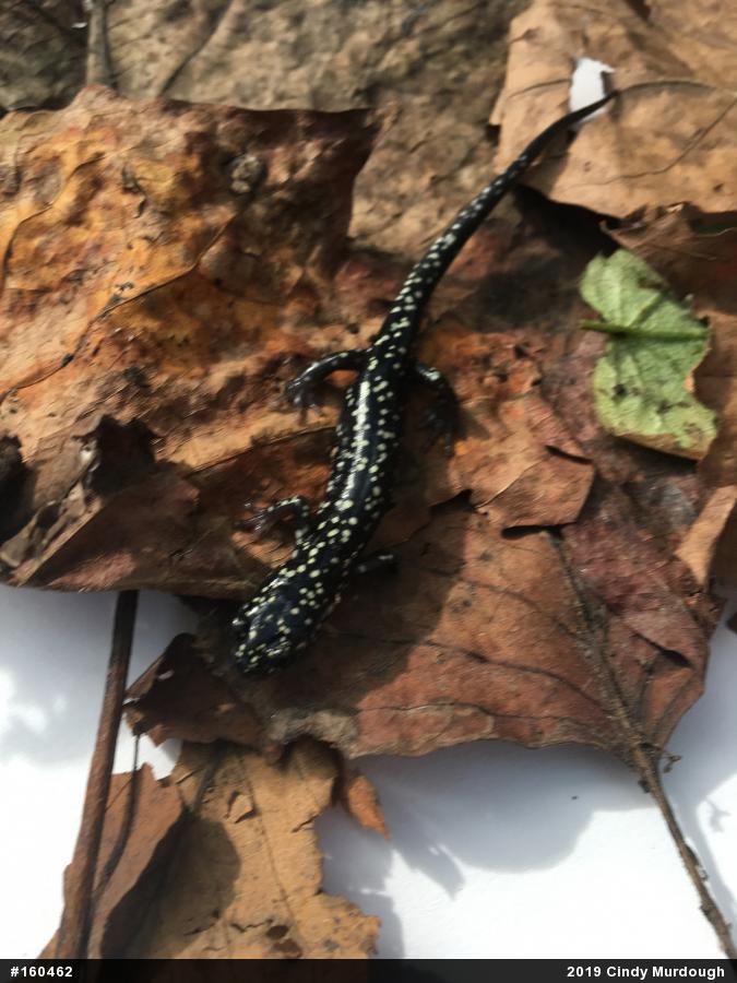 Northern Slimy Salamander