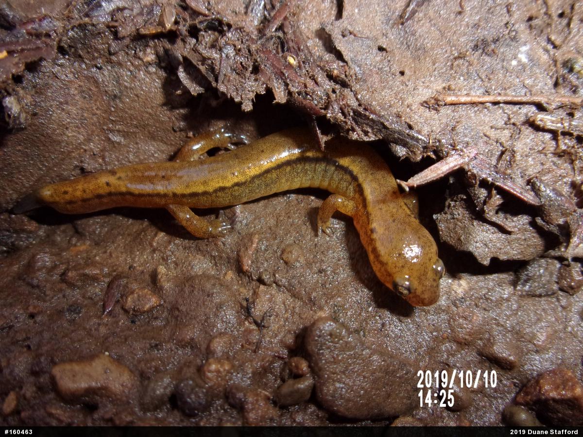 Northern Two-lined Salamander