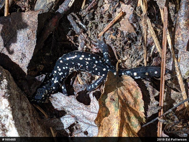 Northern Slimy Salamander