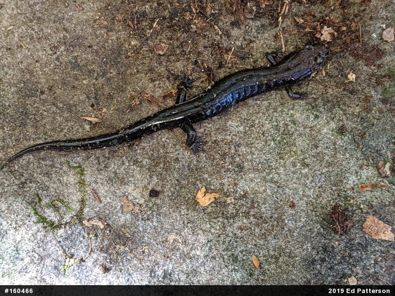 Allegheny Mountain Dusky Salamander
