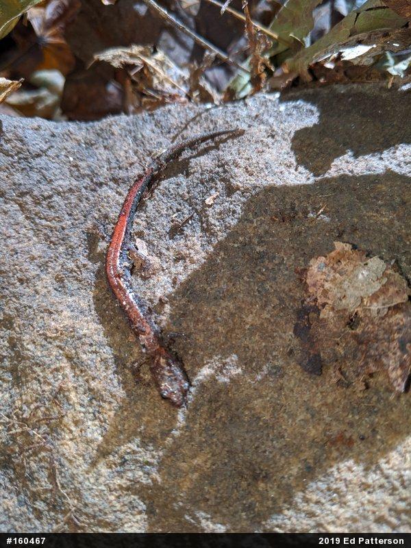 Eastern Red-backed  Salamander