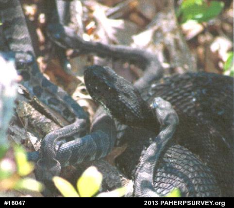 Timber Rattlesnake